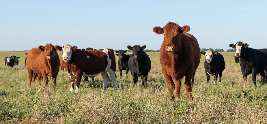 A herd of cows across a grassy field